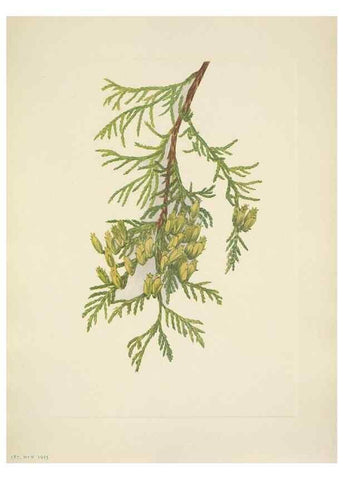 Reproducción/Reproduction 46918831711: North American wild flowers. Washington, D.C. :Smithsonian Institution,1925.. 