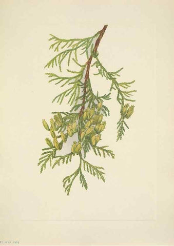 Reproducción/Reproduction 46918831711: North American wild flowers. Washington, D.C. :Smithsonian Institution,1925.. 