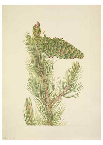 Reproducción/Reproduction 46004478365: North American wild flowers. Washington, D.C. :Smithsonian Institution,1925.. 