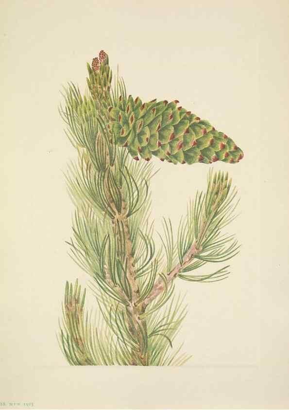 Reproducción/Reproduction 46004478365: North American wild flowers. Washington, D.C. :Smithsonian Institution,1925.. 