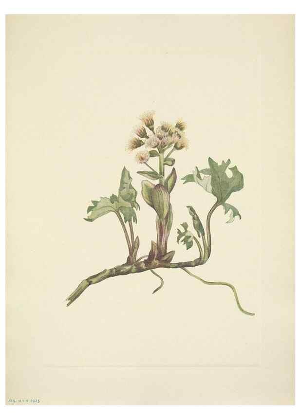 Reproducción/Reproduction 39954097863: North American wild flowers. Washington, D.C. :Smithsonian Institution,1925.. 