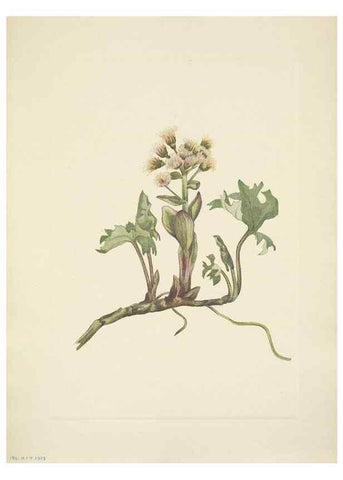 Reproducción/Reproduction 39954097863: North American wild flowers. Washington, D.C. :Smithsonian Institution,1925.. 