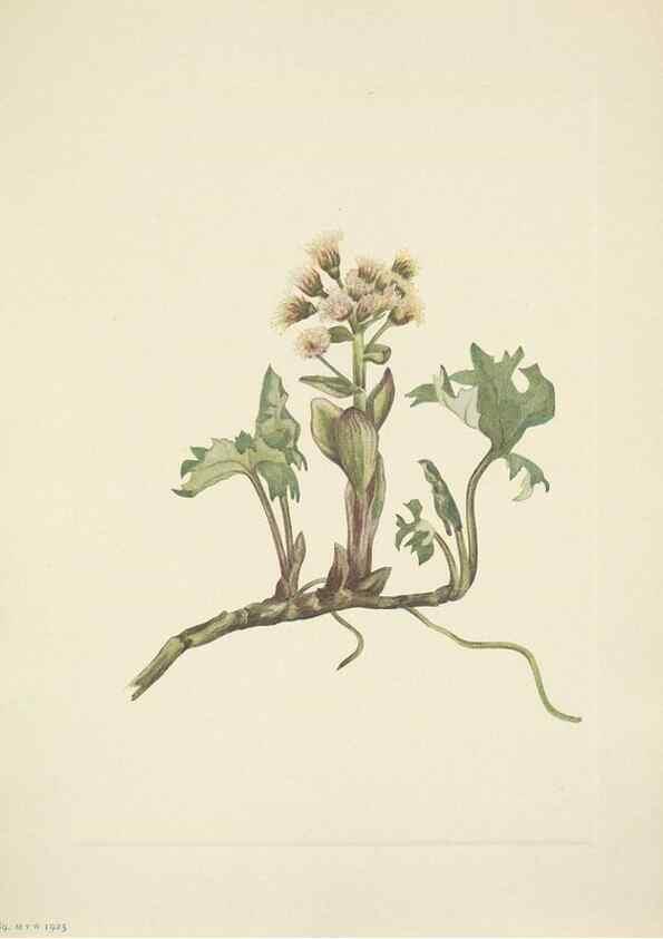 Reproducción/Reproduction 39954097863: North American wild flowers. Washington, D.C. :Smithsonian Institution,1925.. 