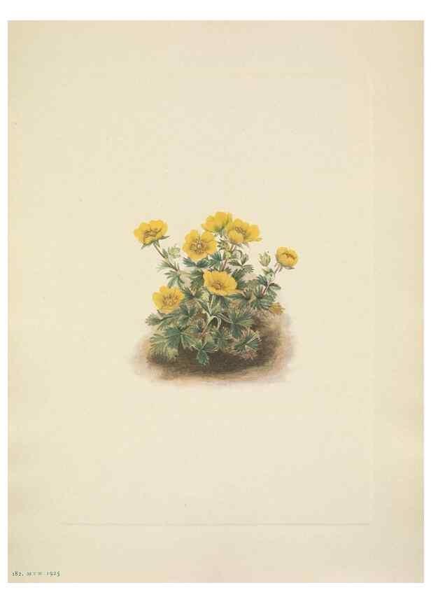 Reproducción/Reproduction 46918828751: North American wild flowers. Washington, D.C. :Smithsonian Institution,1925.. 