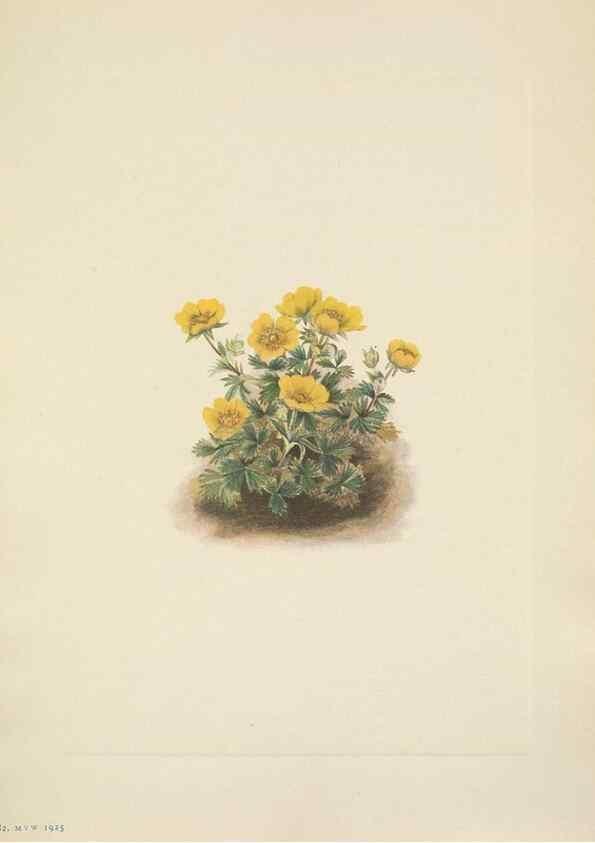Reproducción/Reproduction 46918828751: North American wild flowers. Washington, D.C. :Smithsonian Institution,1925.. 