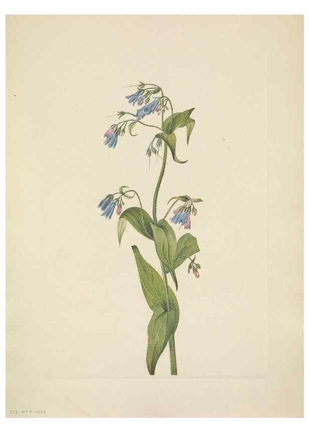 Reproducción/Reproduction 33043494378: North American wild flowers. Washington, D.C. :Smithsonian Institution,1925.. 
