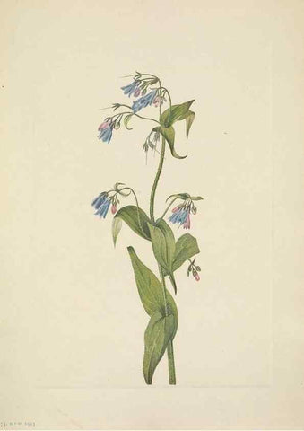 Reproducción/Reproduction 33043494378: North American wild flowers. Washington, D.C. :Smithsonian Institution,1925.. 