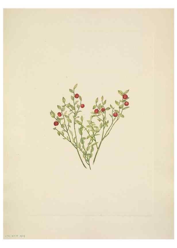 Reproducción/Reproduction 46918818961: North American wild flowers. Washington, D.C. :Smithsonian Institution,1925.. 