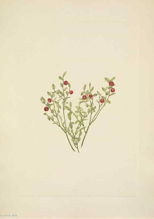 Reproducción/Reproduction 46918818961: North American wild flowers. Washington, D.C. :Smithsonian Institution,1925.. 