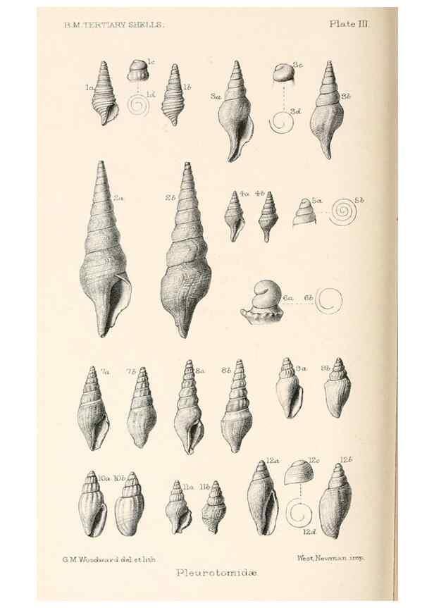 Reproducción/Reproduction 39953663583: Catalogue of Tertiary Mollusca in the Department of Geology, British Museum (Natural History). Part 1. The Australasian Tertiary Mollusca.. London:British Museum,1897.. 