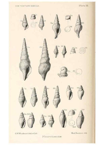 Reproducción/Reproduction 39953663583: Catalogue of Tertiary Mollusca in the Department of Geology, British Museum (Natural History). Part 1. The Australasian Tertiary Mollusca.. London:British Museum,1897.. 