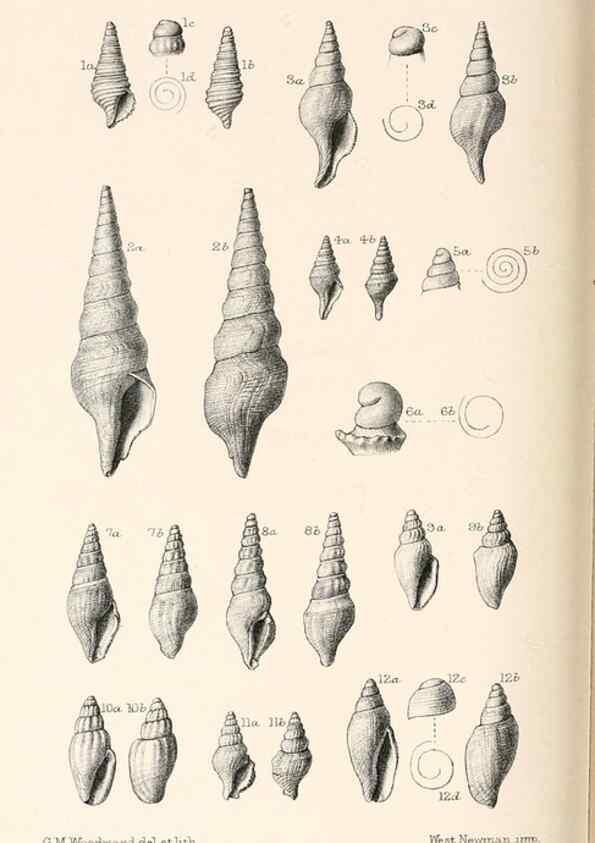 Reproducción/Reproduction 39953663583: Catalogue of Tertiary Mollusca in the Department of Geology, British Museum (Natural History). Part 1. The Australasian Tertiary Mollusca.. London:British Museum,1897.. 