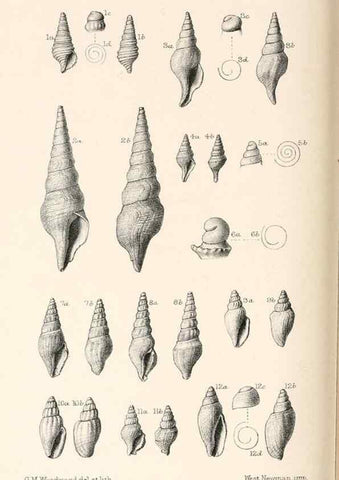 Reproducción/Reproduction 39953663583: Catalogue of Tertiary Mollusca in the Department of Geology, British Museum (Natural History). Part 1. The Australasian Tertiary Mollusca.. London:British Museum,1897.. 