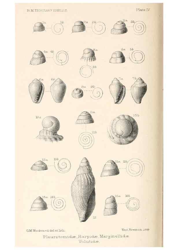 Reproducción/Reproduction 46193644124: Catalogue of Tertiary Mollusca in the Department of Geology, British Museum (Natural History). Part 1. The Australasian Tertiary Mollusca.. London:British Museum,1897.. 