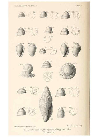 Reproducción/Reproduction 46193644124: Catalogue of Tertiary Mollusca in the Department of Geology, British Museum (Natural History). Part 1. The Australasian Tertiary Mollusca.. London:British Museum,1897.. 