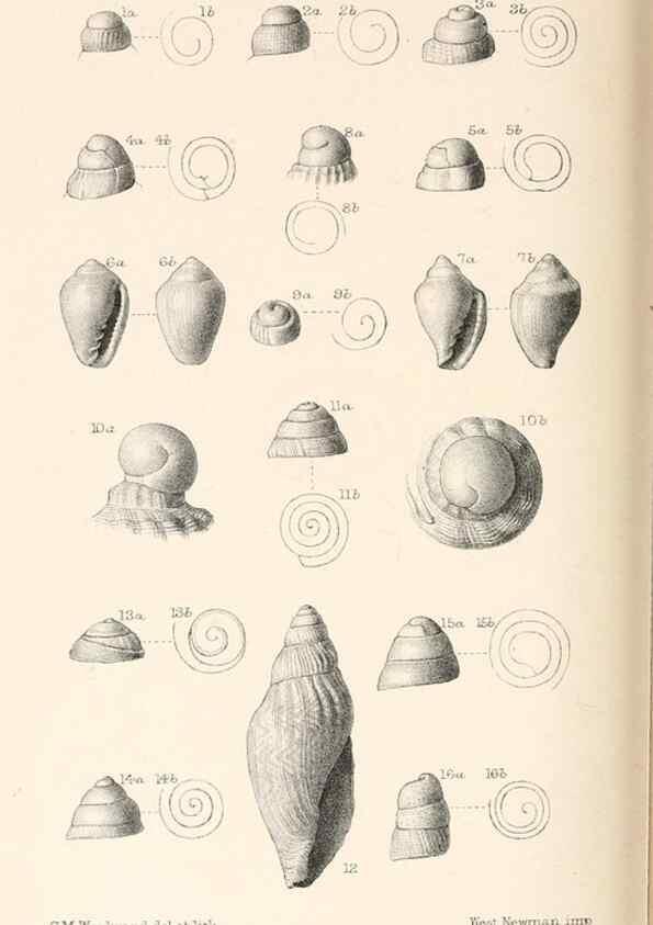 Reproducción/Reproduction 46193644124: Catalogue of Tertiary Mollusca in the Department of Geology, British Museum (Natural History). Part 1. The Australasian Tertiary Mollusca.. London:British Museum,1897.. 