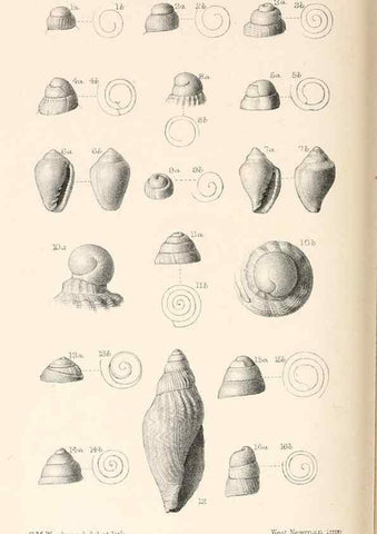 Reproducción/Reproduction 46193644124: Catalogue of Tertiary Mollusca in the Department of Geology, British Museum (Natural History). Part 1. The Australasian Tertiary Mollusca.. London:British Museum,1897.. 