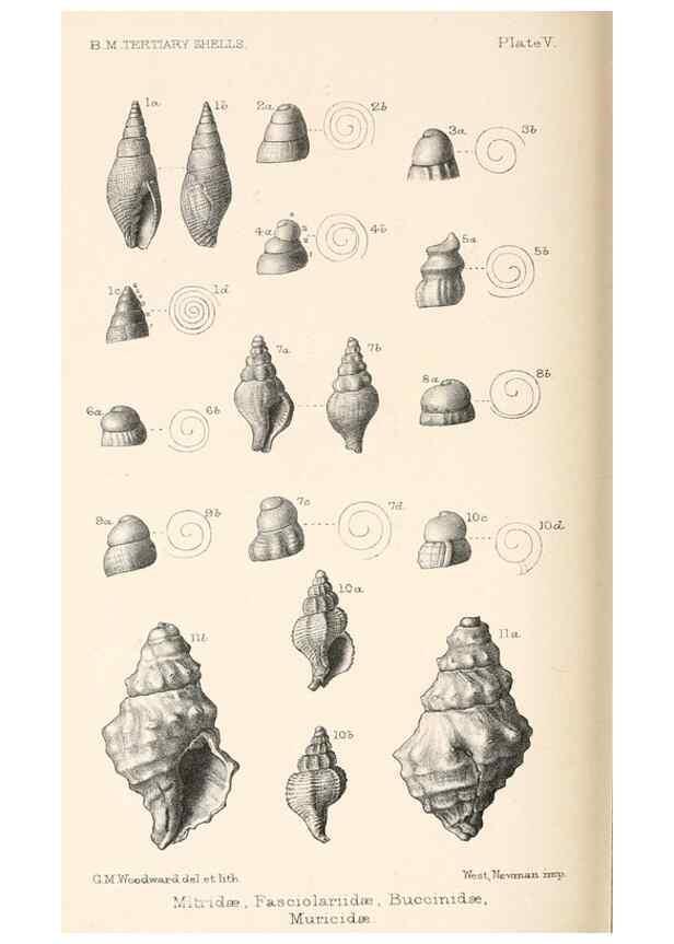 Reproducción/Reproduction 39953665963: Catalogue of Tertiary Mollusca in the Department of Geology, British Museum (Natural History). Part 1. The Australasian Tertiary Mollusca.. London:British Museum,1897.. 
