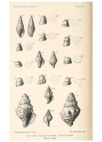 Reproducción/Reproduction 39953665963: Catalogue of Tertiary Mollusca in the Department of Geology, British Museum (Natural History). Part 1. The Australasian Tertiary Mollusca.. London:British Museum,1897.. 