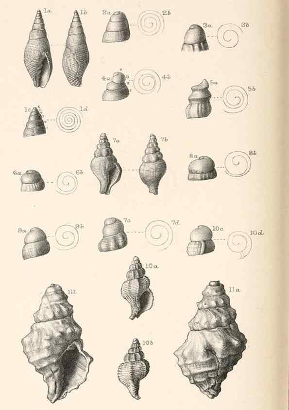 Reproducción/Reproduction 39953665963: Catalogue of Tertiary Mollusca in the Department of Geology, British Museum (Natural History). Part 1. The Australasian Tertiary Mollusca.. London:British Museum,1897.. 
