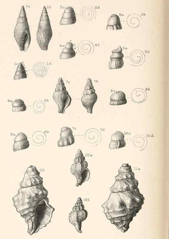 Reproducción/Reproduction 39953665963: Catalogue of Tertiary Mollusca in the Department of Geology, British Museum (Natural History). Part 1. The Australasian Tertiary Mollusca.. London:British Museum,1897.. 