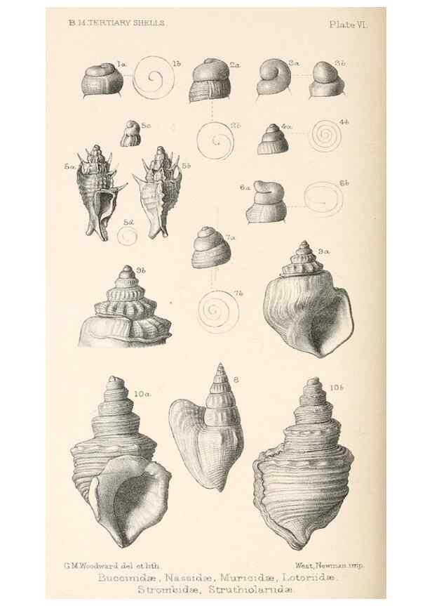 Reproducción/Reproduction 46918414101: Catalogue of Tertiary Mollusca in the Department of Geology, British Museum (Natural History). Part 1. The Australasian Tertiary Mollusca.. London:British Museum,1897.. 