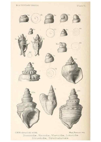 Reproducción/Reproduction 46918414101: Catalogue of Tertiary Mollusca in the Department of Geology, British Museum (Natural History). Part 1. The Australasian Tertiary Mollusca.. London:British Museum,1897.. 