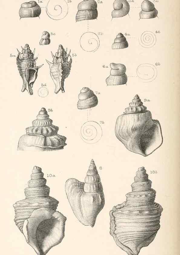Reproducción/Reproduction 46918414101: Catalogue of Tertiary Mollusca in the Department of Geology, British Museum (Natural History). Part 1. The Australasian Tertiary Mollusca.. London:British Museum,1897.. 