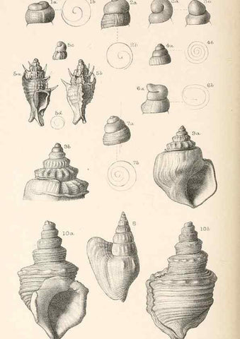 Reproducción/Reproduction 46918414101: Catalogue of Tertiary Mollusca in the Department of Geology, British Museum (Natural History). Part 1. The Australasian Tertiary Mollusca.. London:British Museum,1897.. 
