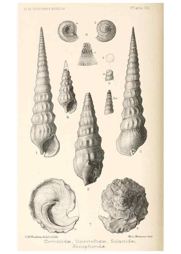 Reproducción/Reproduction 33043103188: Catalogue of Tertiary Mollusca in the Department of Geology, British Museum (Natural History). Part 1. The Australasian Tertiary Mollusca.. London:British Museum,1897.. 