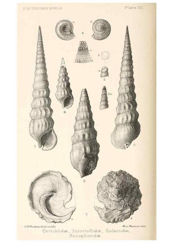 Reproducción/Reproduction 33043103188: Catalogue of Tertiary Mollusca in the Department of Geology, British Museum (Natural History). Part 1. The Australasian Tertiary Mollusca.. London:British Museum,1897.. 