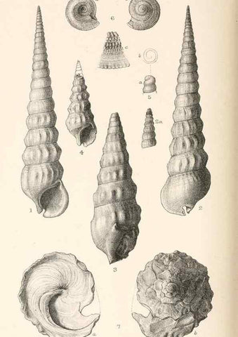 Reproducción/Reproduction 33043103188: Catalogue of Tertiary Mollusca in the Department of Geology, British Museum (Natural History). Part 1. The Australasian Tertiary Mollusca.. London:British Museum,1897.. 