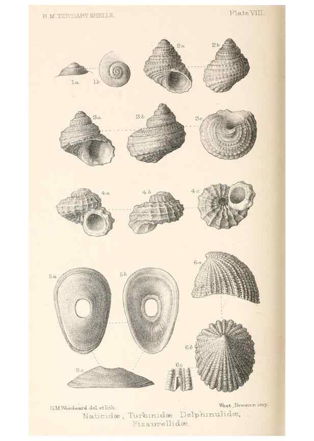 Reproducción/Reproduction 31977285667: Catalogue of Tertiary Mollusca in the Department of Geology, British Museum (Natural History). Part 1. The Australasian Tertiary Mollusca.. London:British Museum,1897.. 