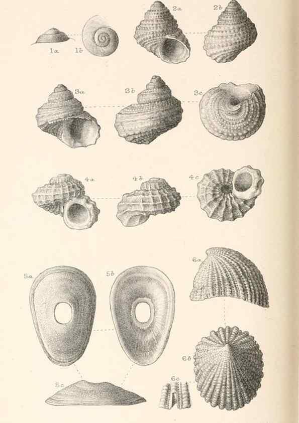 Reproducción/Reproduction 31977285667: Catalogue of Tertiary Mollusca in the Department of Geology, British Museum (Natural History). Part 1. The Australasian Tertiary Mollusca.. London:British Museum,1897.. 