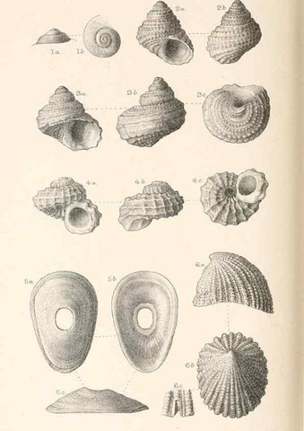 Reproducción/Reproduction 31977285667: Catalogue of Tertiary Mollusca in the Department of Geology, British Museum (Natural History). Part 1. The Australasian Tertiary Mollusca.. London:British Museum,1897.. 