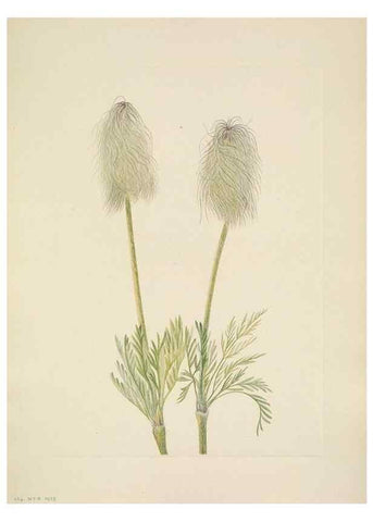Reproducción/Reproduction 46866726692: North American wild flowers. Washington, D.C. :Smithsonian Institution,1925.. 