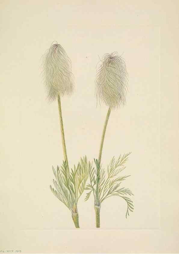 Reproducción/Reproduction 46866726692: North American wild flowers. Washington, D.C. :Smithsonian Institution,1925.. 