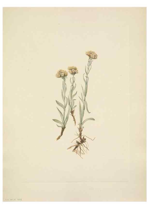 Reproducción/Reproduction 46004465455: North American wild flowers. Washington, D.C. :Smithsonian Institution,1925.. 