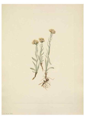 Reproducción/Reproduction 46004465455: North American wild flowers. Washington, D.C. :Smithsonian Institution,1925.. 