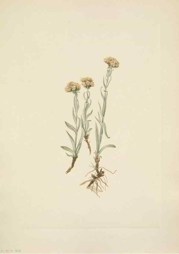 Reproducción/Reproduction 46004465455: North American wild flowers. Washington, D.C. :Smithsonian Institution,1925.. 