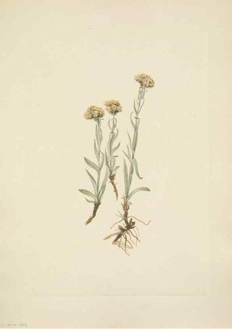 Reproducción/Reproduction 46004465455: North American wild flowers. Washington, D.C. :Smithsonian Institution,1925.. 