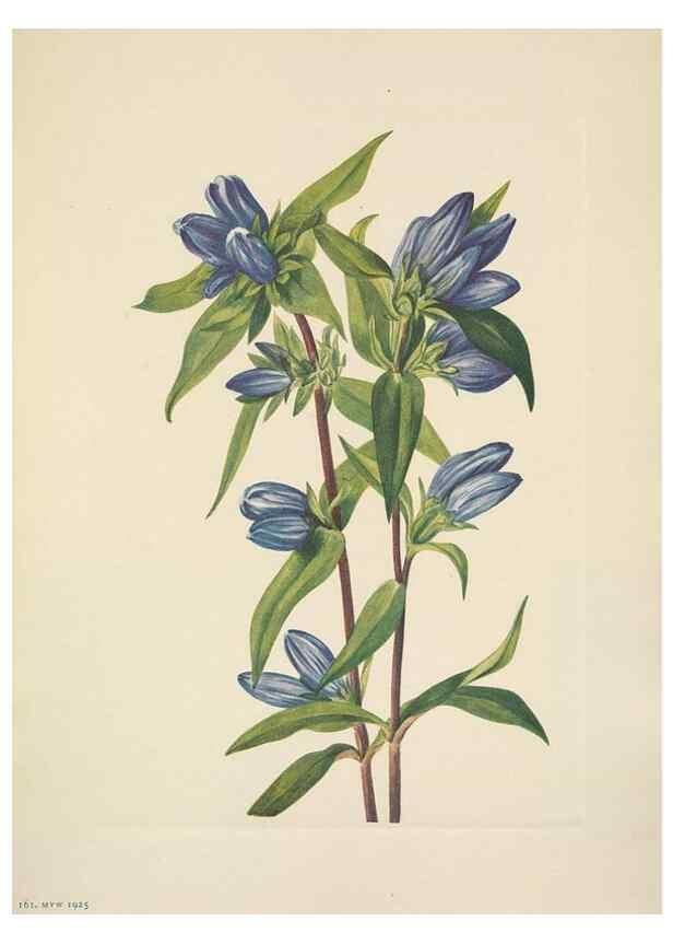 Reproducción/Reproduction 33043486948: North American wild flowers. Washington, D.C. :Smithsonian Institution,1925.. 