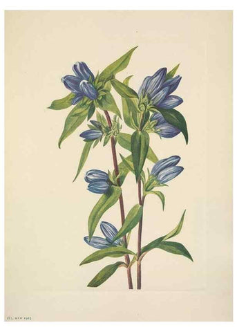 Reproducción/Reproduction 33043486948: North American wild flowers. Washington, D.C. :Smithsonian Institution,1925.. 