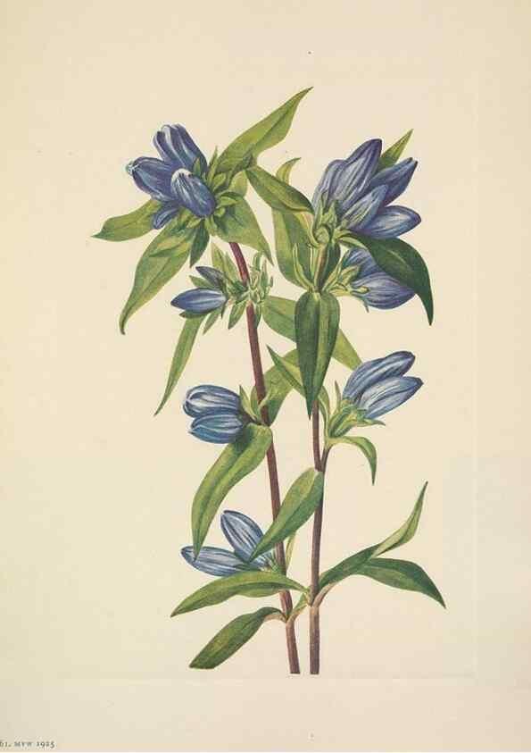 Reproducción/Reproduction 33043486948: North American wild flowers. Washington, D.C. :Smithsonian Institution,1925.. 