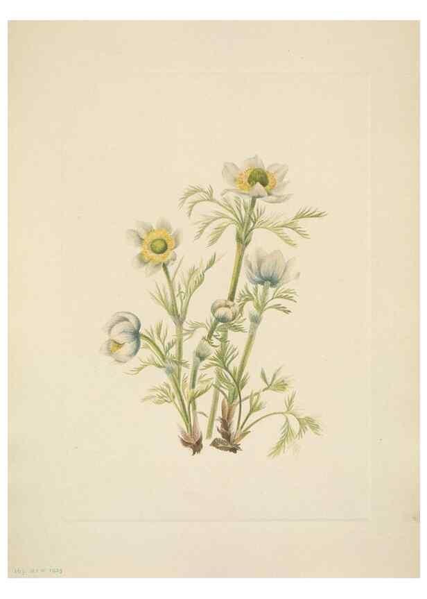 Reproducción/Reproduction 39954087523: North American wild flowers. Washington, D.C. :Smithsonian Institution,1925.. 