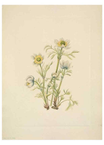 Reproducción/Reproduction 39954087523: North American wild flowers. Washington, D.C. :Smithsonian Institution,1925.. 