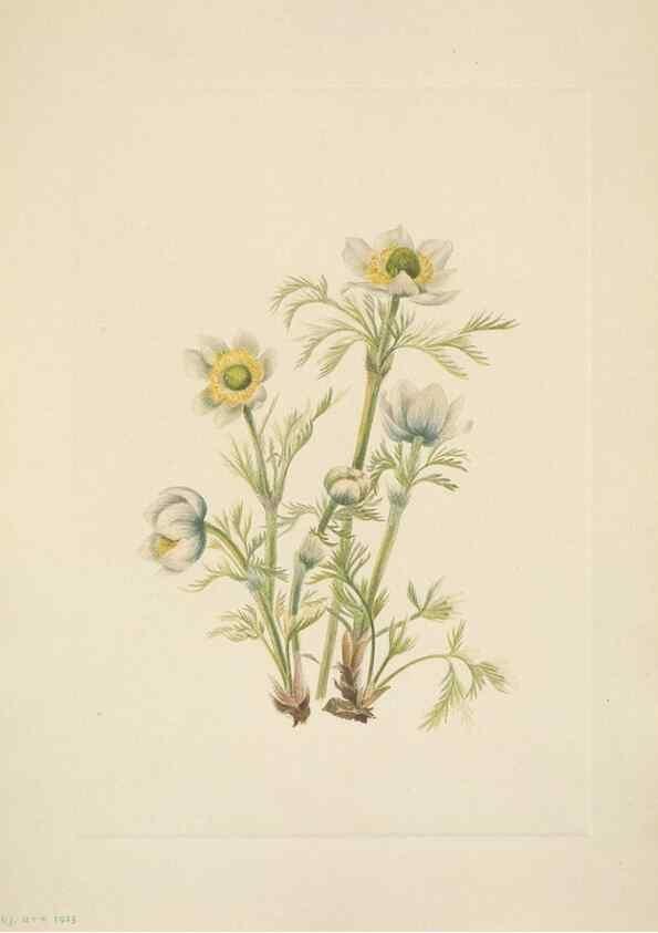 Reproducción/Reproduction 39954087523: North American wild flowers. Washington, D.C. :Smithsonian Institution,1925.. 