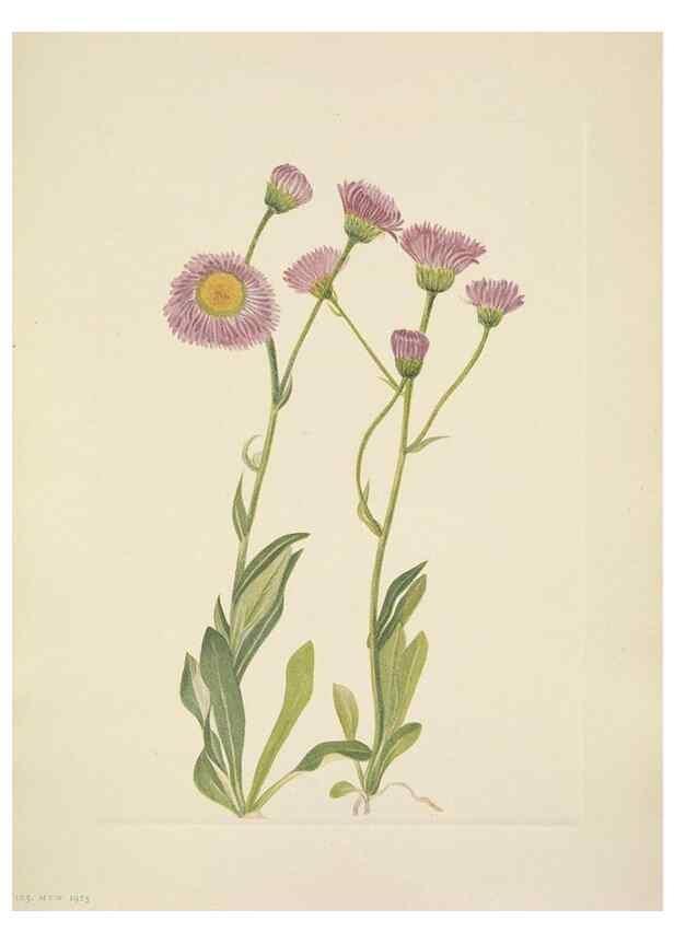 Reproducción/Reproduction 46194046094: North American wild flowers. Washington, D.C. :Smithsonian Institution,1925.. 