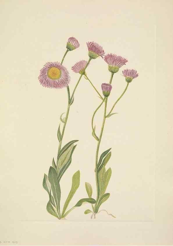 Reproducción/Reproduction 46194046094: North American wild flowers. Washington, D.C. :Smithsonian Institution,1925.. 
