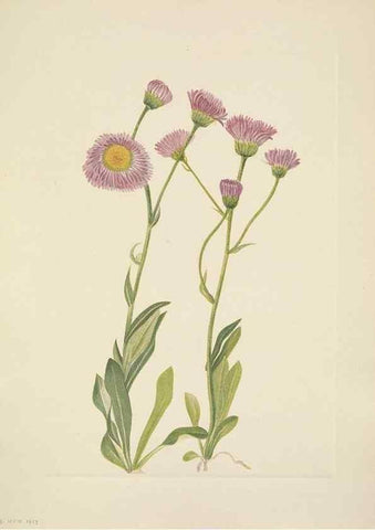 Reproducción/Reproduction 46194046094: North American wild flowers. Washington, D.C. :Smithsonian Institution,1925.. 